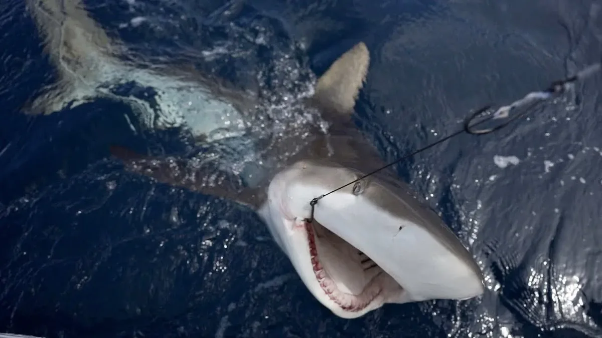 Tiburones en la Patagonia: una pesca incompatible con su propia biología