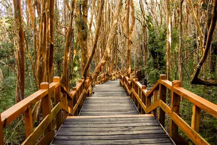 Bosque de Arrayanes en la Península Quetrihué — troncos de canela-naranja únicos en el mundo