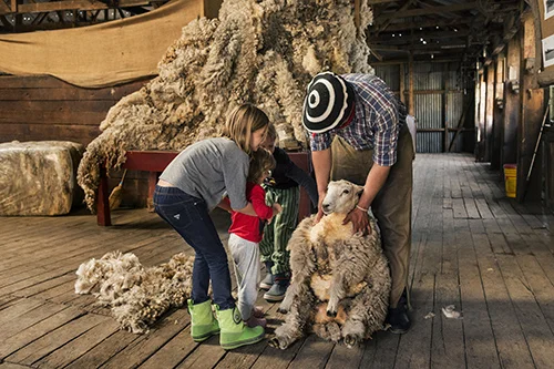 Familia participando de la esquila de ovejas en una estancia patagónica cerca de El Calafate