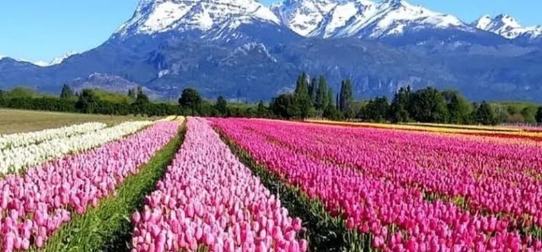 Campo de tulipanes multicolores con los Andes nevados de fondo, Trevelin