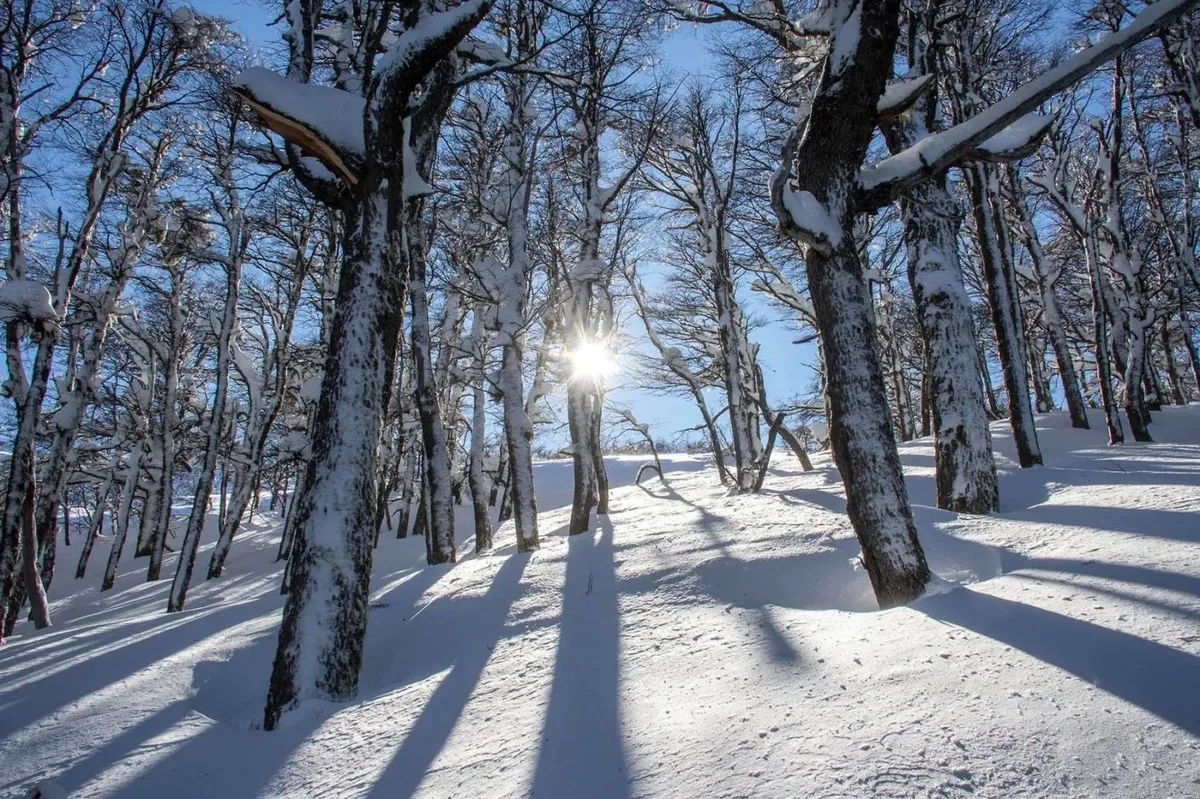Bosque nevado de lengas en el cordón Chapelco