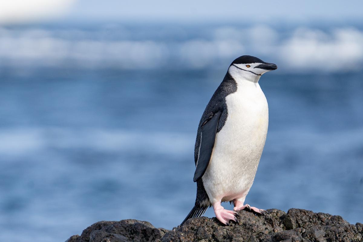 Inteligencia artificial monitorea pingüinos barbijo en la Antártica chilena