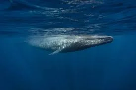 El mayor santuario de ballenas azules del mundo está en Chiloé — y un drone lo está documentando por primera vez