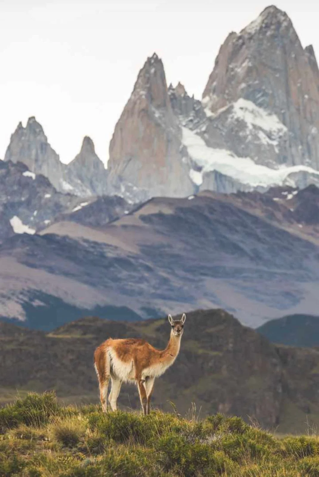 Guanaco frente al Fitz Roy — fotografía de Rodrigo Binet