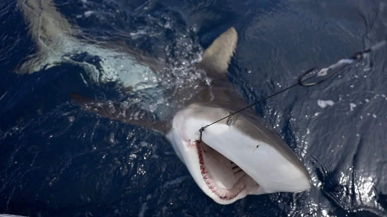 Tiburones en la Patagonia: una pesca incompatible con su propia biología