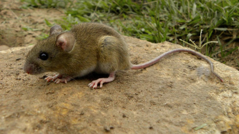 Tres muertos por hantavirus en un crucero que partió de Ushuaia