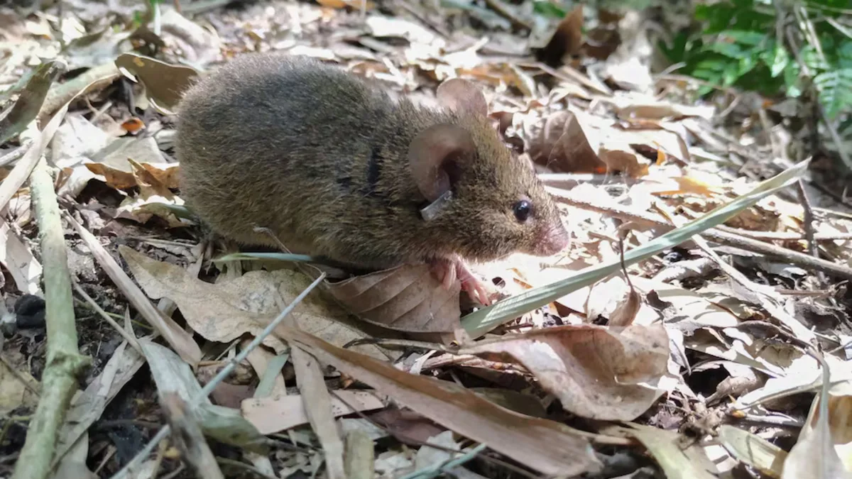 Colilargo, el roedor silvestre que transmite el hantavirus en la cordillera patagónica