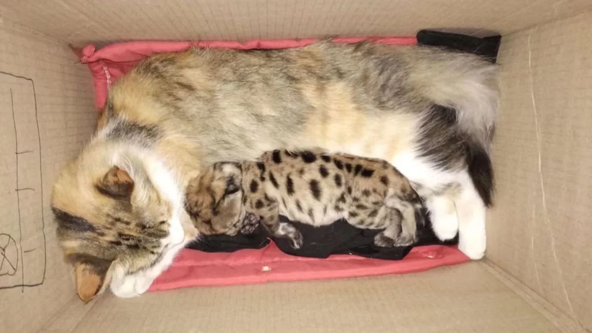 Un puma rescatado en Nahuel Huapi se recupera con el cariño de una gata