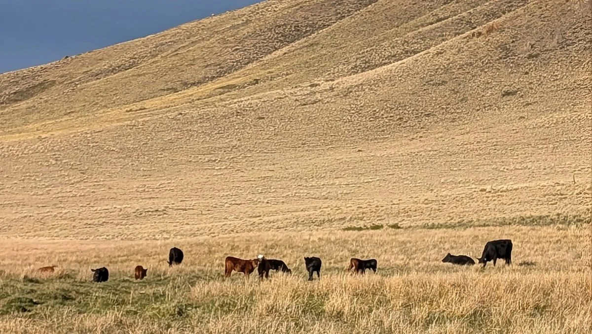 Tres campos, tres caminos: el futuro de la ganadería extensiva patagónica