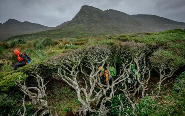 Veranos más cálidos y secos ponen en riesgo los bosques de Magallanes