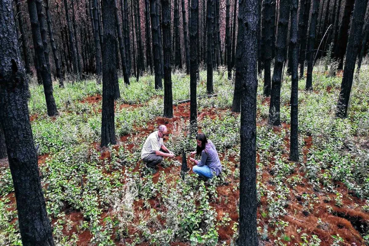 Ciencia patagónica en acción: investigadores aplican el legado de Houssay contra los incendios