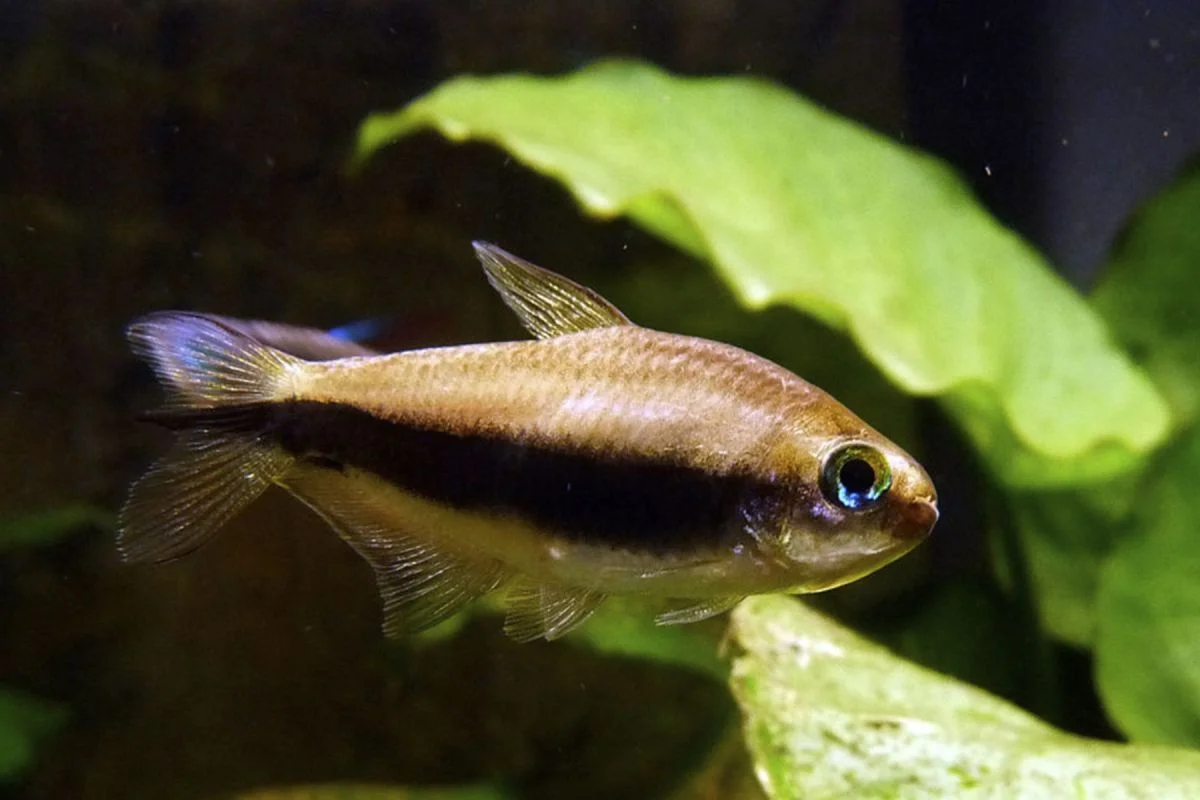 La mojarra desnuda de Río Negro podría ser el pez emblema de Argentina