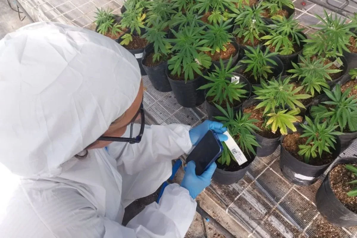 Roca será sede de un encuentro binacional sobre cannabis y cáñamo