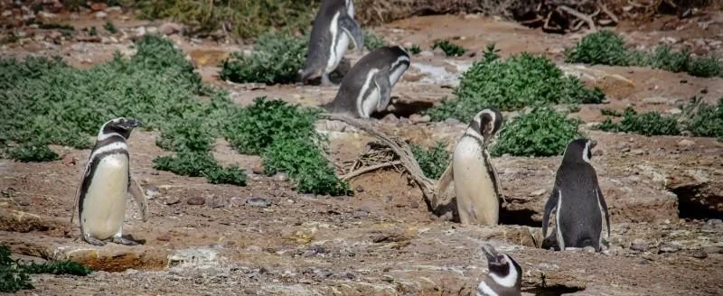 Más de 100.000 personas visitaron Chubut durante la temporada de pingüinos de Magallanes