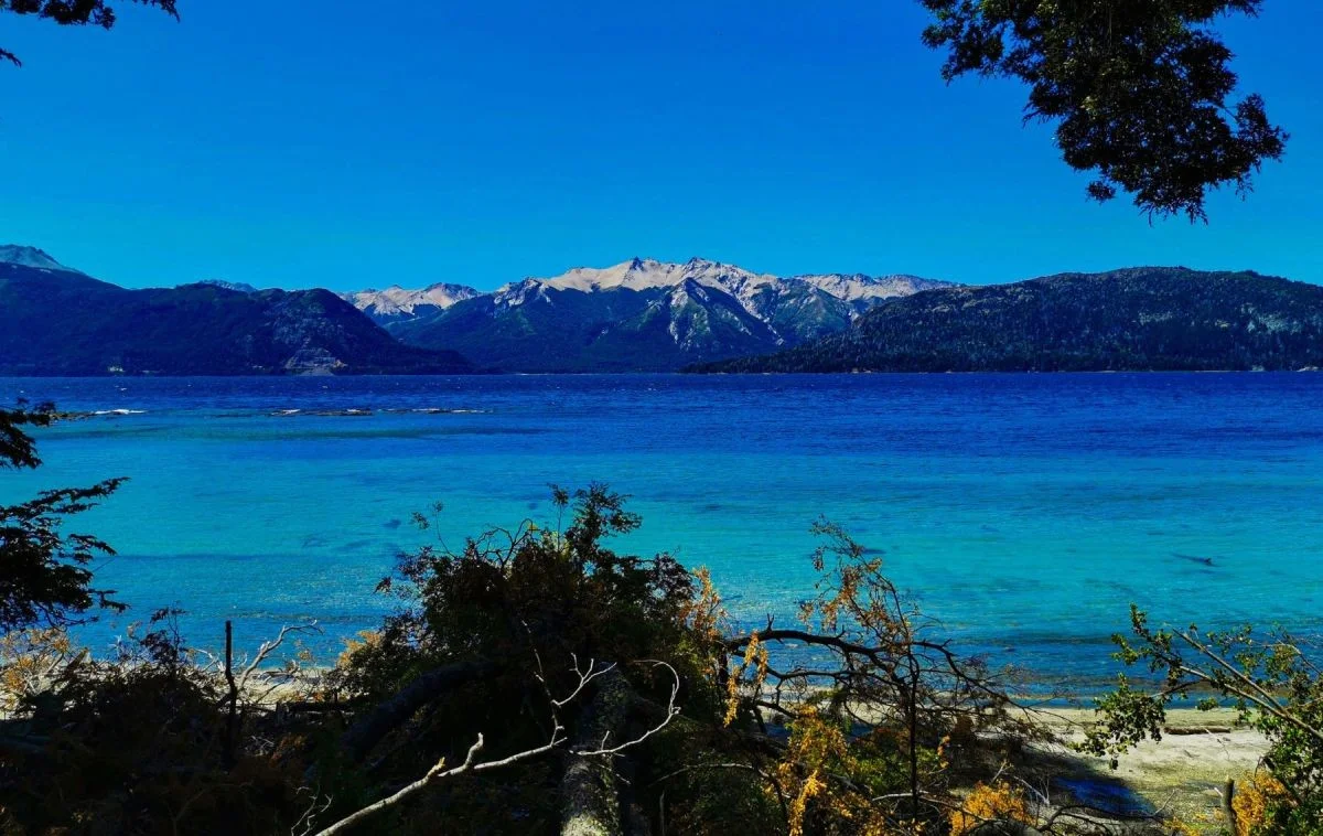 Científicos argentinos y alemanes descifran cómo proteger los bosques patagónicos