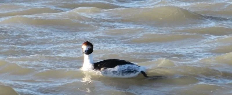 Ambiente Sur censará aves en los tres estuarios atlánticos de Santa Cruz