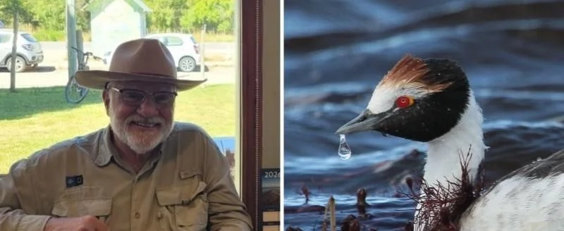 Macá tobiano: 52 años del hallazgo del ave más emblemática de la Patagonia austral