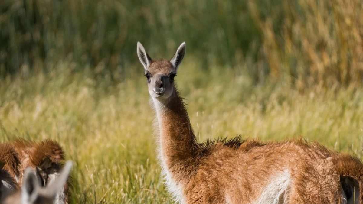 La memoria cultural que guía la migración de los guanacos patagónicos