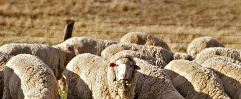 Federaciones rurales patagónicas defienden la vigencia de la ganadería ovina