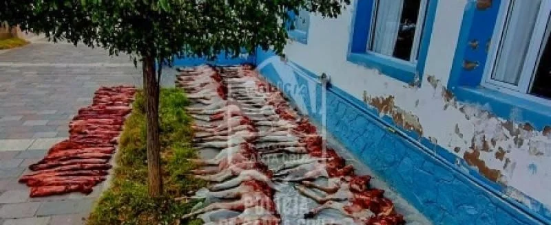 Decomisan carne de guanaco sin control sanitario en ruta de Santa Cruz