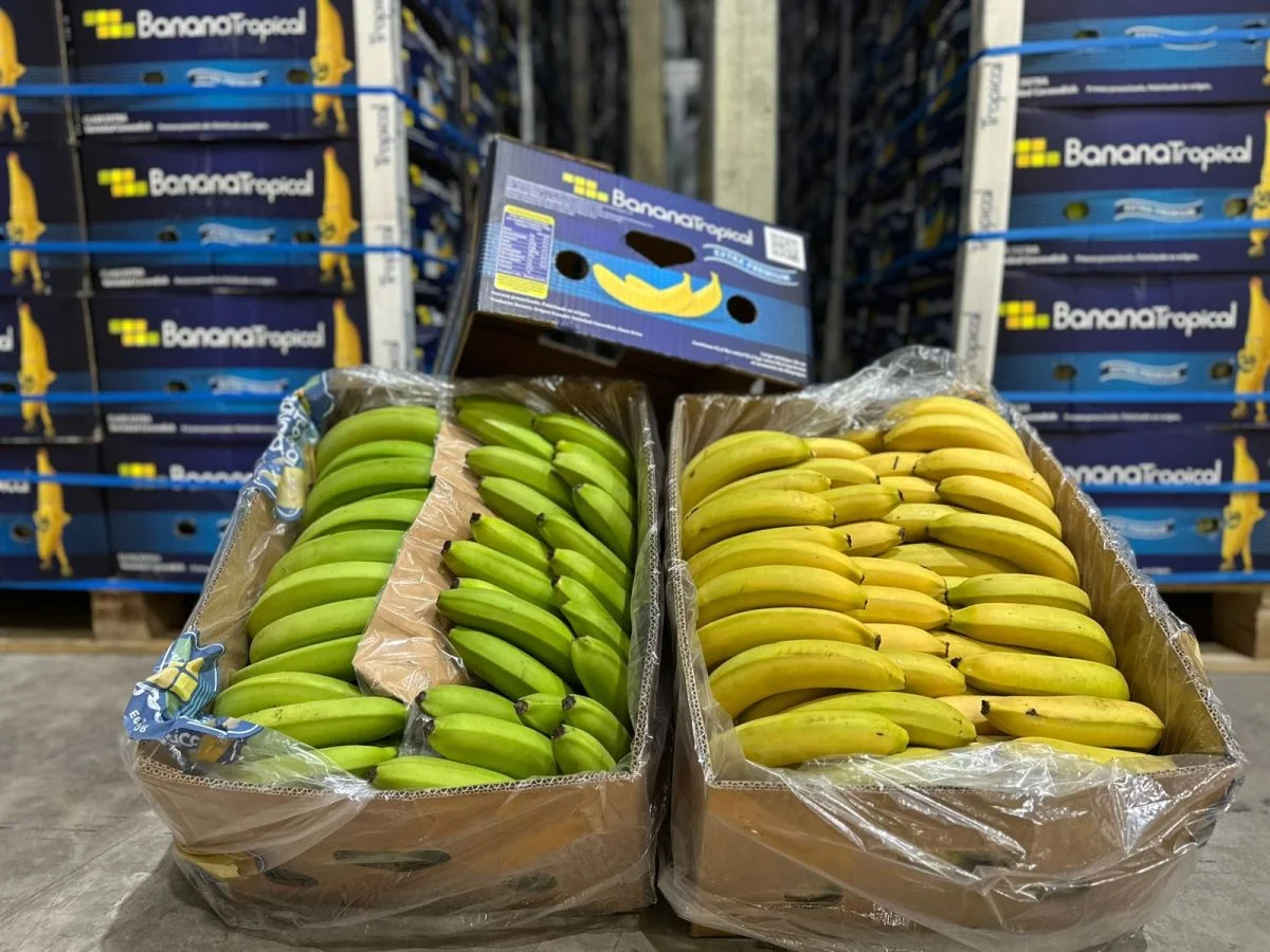 Tres Ases inaugura el primer centro de climatización inteligente de fruta en Patagonia