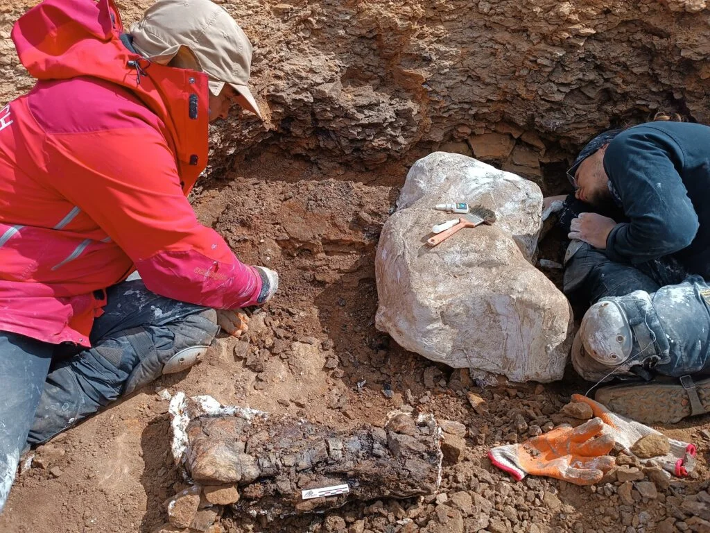 18 días en el sur del mundo: hallazgos del Cretácico sacuden la Patagonia chilena