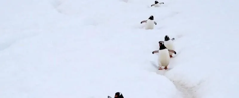 El pingüino papúa era cuatro especies distintas: hallazgo que reescribe la ciencia antártica