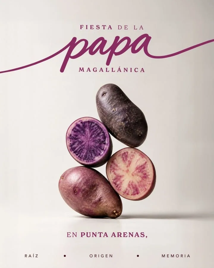La papa magallánica llega a la mesa: primera Fiesta gastronómica en Punta Arenas