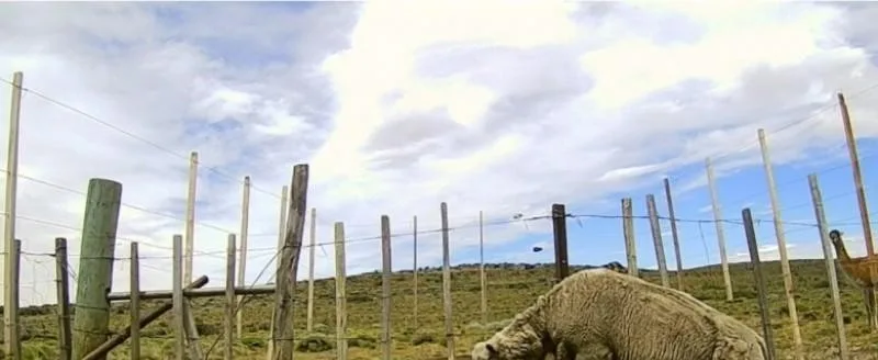 INTA Santa Cruz: cómo separar guanacos y ovejas sin cerrar el campo