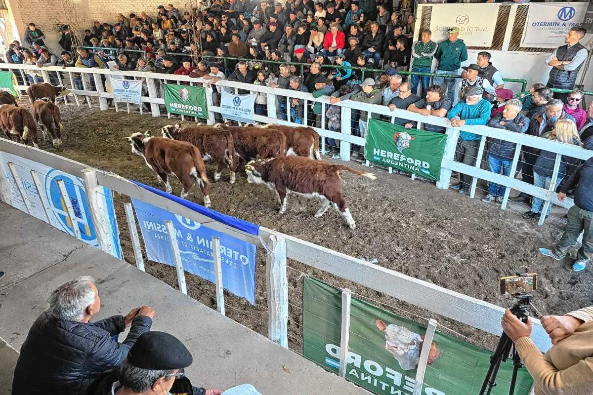 Ganadería patagónica: cuando el precio de la carne no cierra