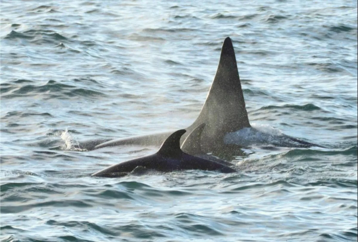Una orca se acercó a una canoa y detuvo el tiempo en la Patagonia