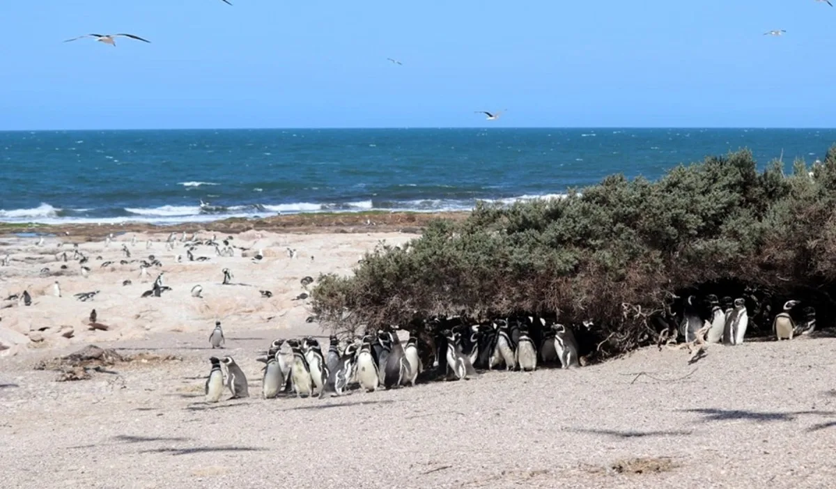Una colonia de pingüinos en Río Negro se multiplicó más de 500 veces