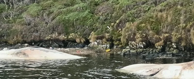 Seis ballenas varadas en las islas Wollaston: Sernapesca abre investigación urgente