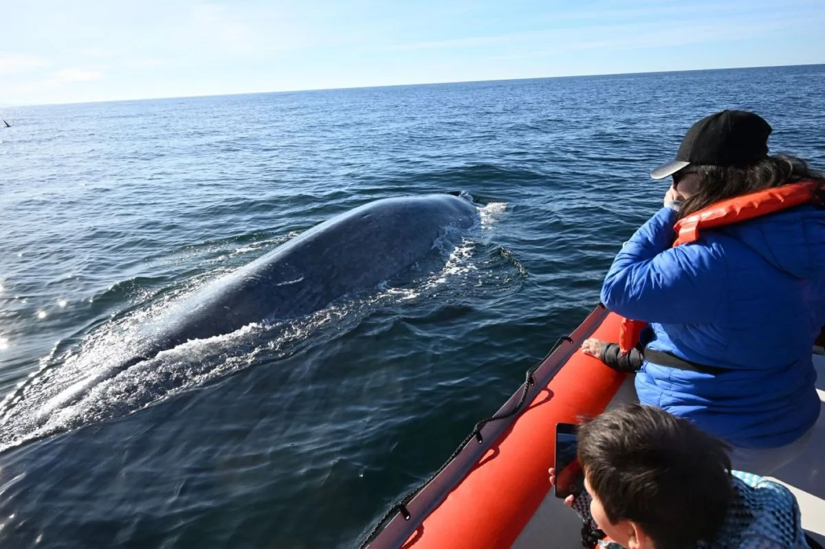 Ballena azul frente a frente: el avistaje que redefine el mar patagónico