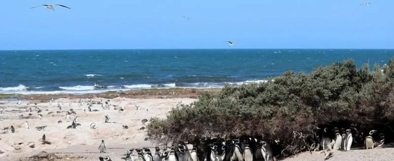 El pingüino de Magallanes se recupera: 65 colonias dan señales positivas