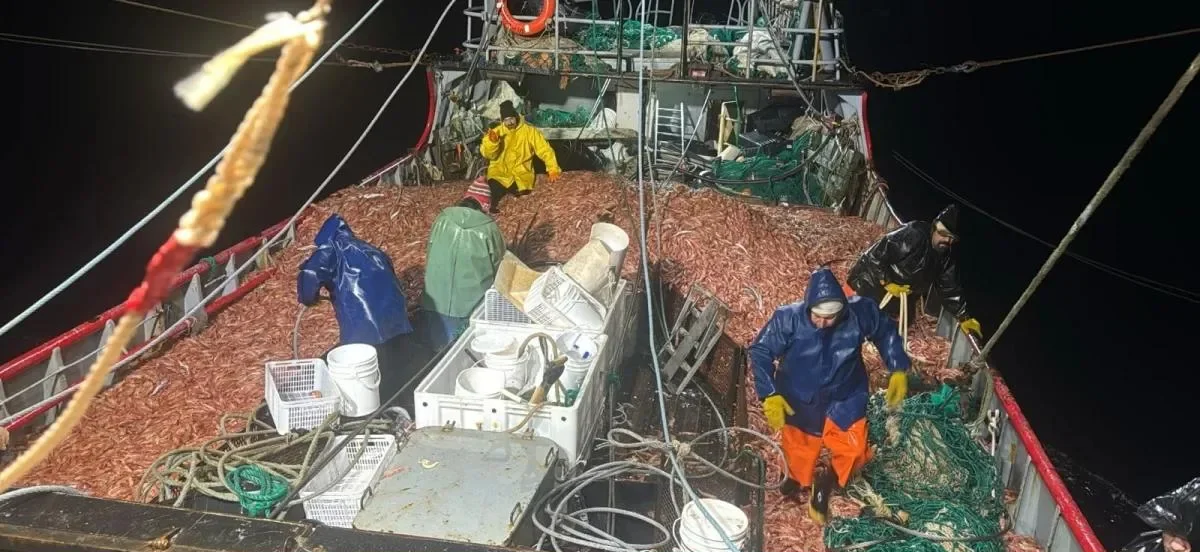 Arrancó la zafra del langostino con los primeros desembarcos en los puertos de Santa Cruz