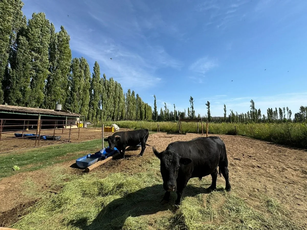 Wagyu en la Patagonia: Neuquén tiene al pionero de esta carne premium