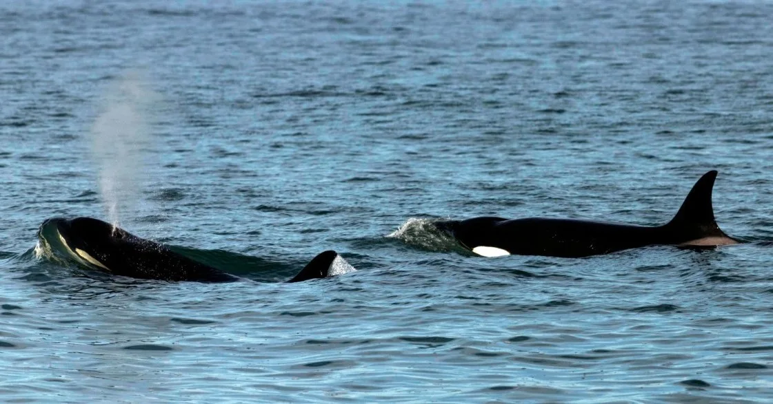 Orcas, viento y acantilados: el invierno marino que convoca al mundo en Río Negro
