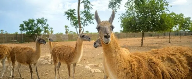 Fibra de guanaco convoca artistas y artesanos de la Patagonia