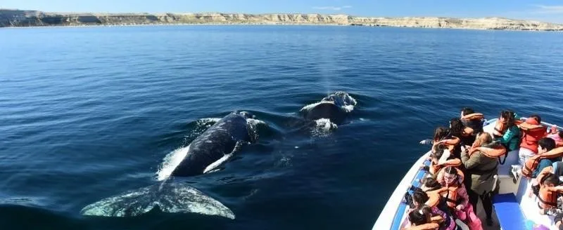 Chubut regula el avistaje de ballenas: 15 temporadas en juego para 7 empresas