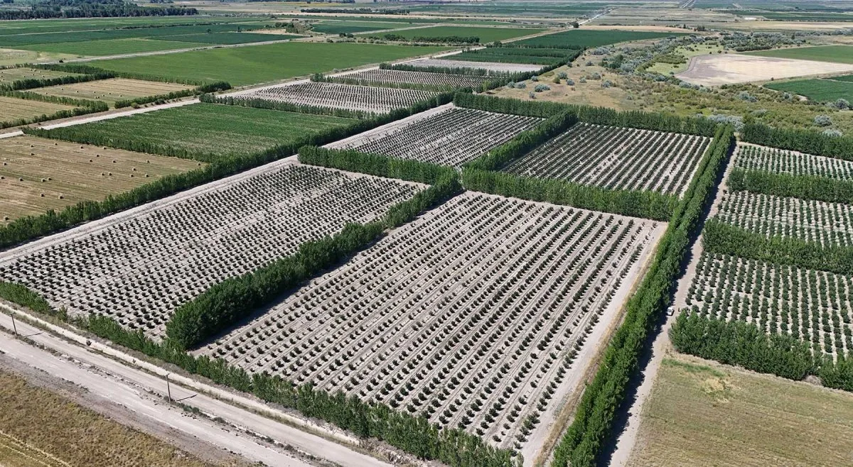 El cultivo patagónico que atrae inversores chilenos y científicos de California