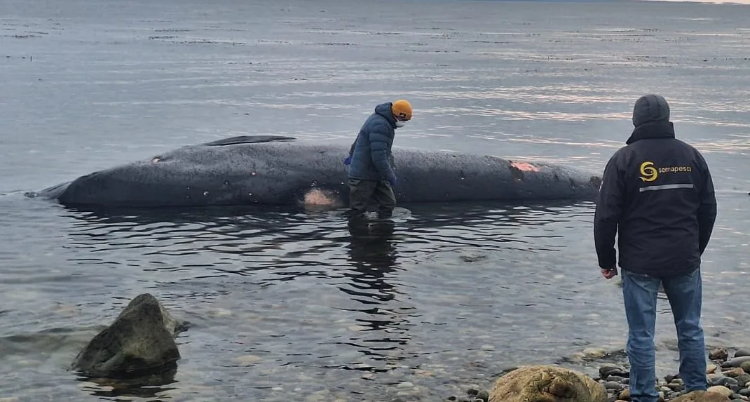Una ballena muerta en seno Otway abre una investigación urgente en Magallanes