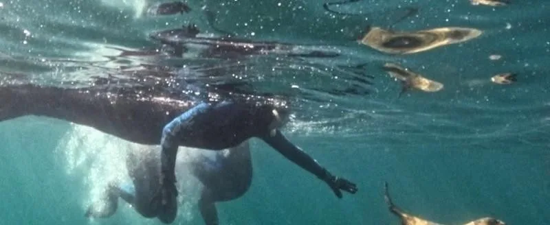 Lobos marinos y snórkel: 20 años prueban que convivir es posible