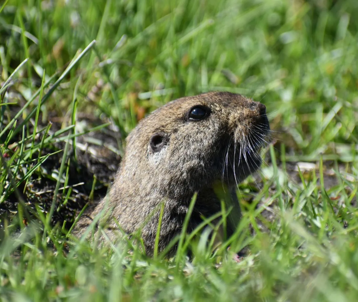 El tuco-tuco de Esquel vive en grupos: tercera especie social del género