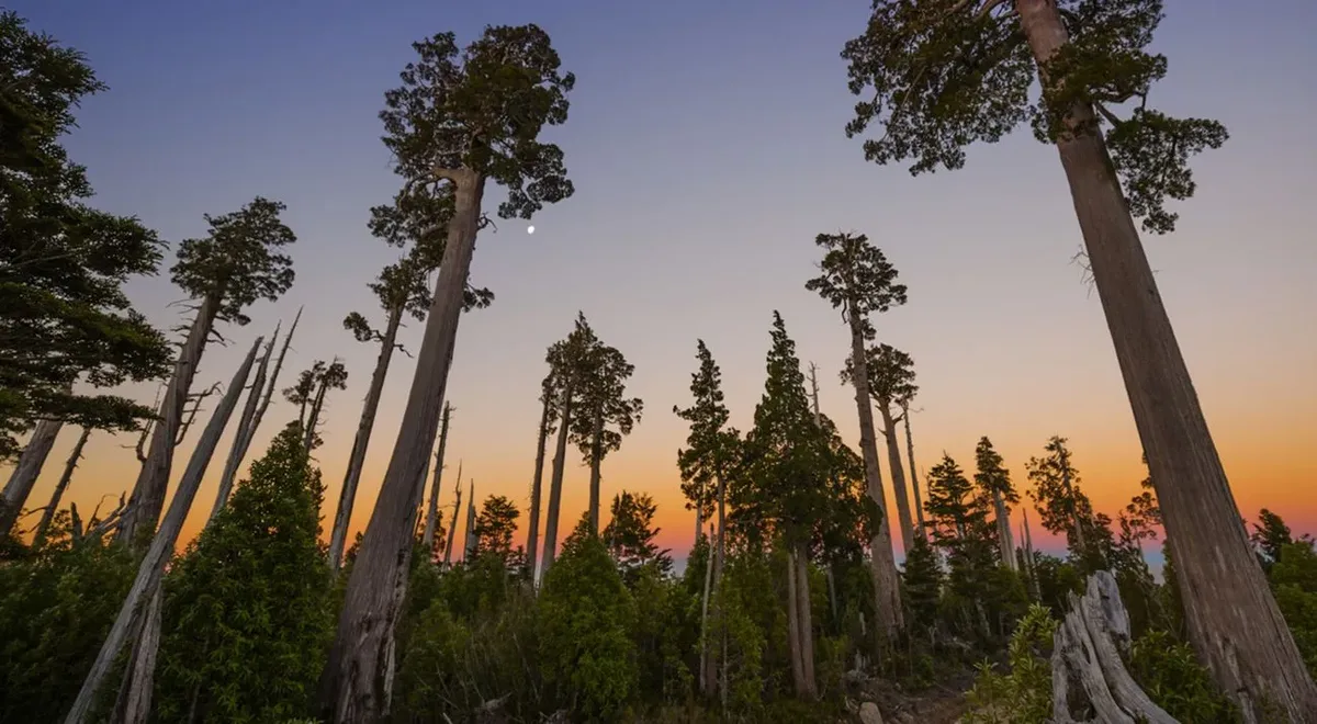 El árbol más antiguo de la Patagonia: el Alerce Abuelo, segundo en el mundo