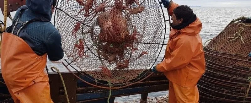 Magallanes abre la temporada de centolla: pesca y gastronomía en el arranque