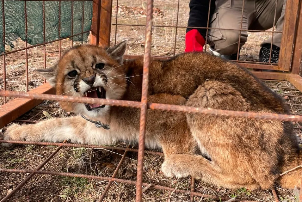 Puma rescatado en Aluminé volvió al monte neuquino