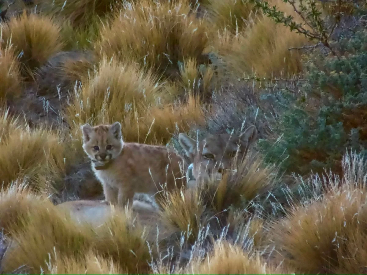 Soledad, la puma huérfana que encontró su lugar en el Parque Patagonia