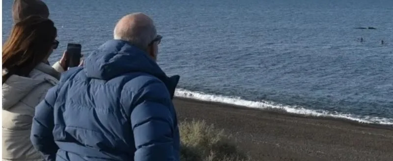 Ballenas francas en la costa de Santa Cruz: ocho ejemplares al norte
