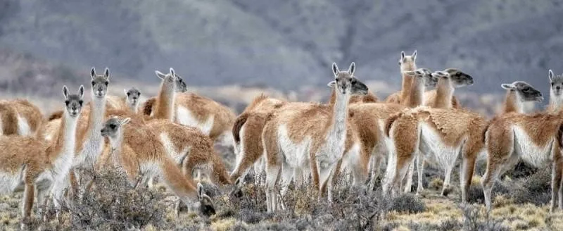 Santa Cruz tiene casi dos millones de guanacos: qué significa ese número